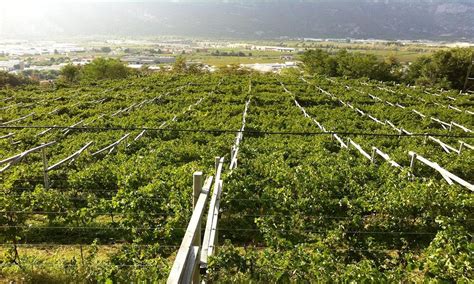 azienda lv brugnera|Azienda Agricola Brugnara.